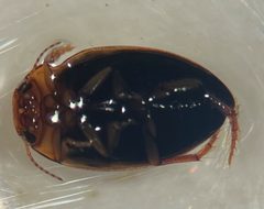 Hygrotus dissimilis by (c) Matthew Pintar, some rights reserved (CC BY), uploaded by Matthew Pintar. Used under a CC-BY license.