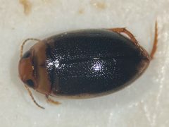 Hygrotus dissimilis by (c) Matthew Pintar, some rights reserved (CC BY), uploaded by Matthew Pintar. Used under a CC-BY license.