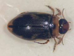 Hygrotus patruelis by (c) Matthew Pintar, some rights reserved (CC BY), uploaded by Matthew Pintar. Used under a CC-BY license.
