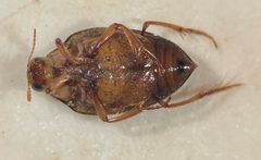 Haliplus cribrarius by (c) Matthew Pintar, some rights reserved (CC BY), uploaded by Matthew Pintar. Used under a CC-BY license.