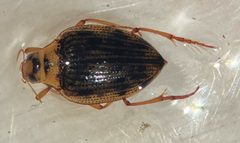 Haliplus cribrarius by (c) Matthew Pintar, some rights reserved (CC BY), uploaded by Matthew Pintar. Used under a CC-BY license.