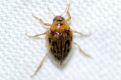 Haliplus cribrarius by (c) Owen Strickland, some rights reserved (CC BY), uploaded by Owen Strickland. Used under a CC-BY license.