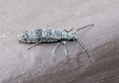 Priacma serrata by (c) 66dodge, some rights reserved (CC BY), uploaded by 66dodge. Used under a CC-BY license.