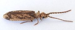 Prolixocupes lobiceps by (c) jimeckert49, some rights reserved (CC BY). Used under a CC-BY license.
