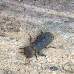 Lichenophanes californicus by (c) Katie McCoy, some rights reserved (CC BY), uploaded by Katie McCoy. Used under a CC-BY license.