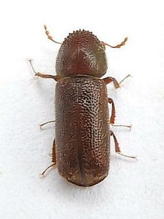 Prostephanus by (c) jimeckert49, some rights reserved (CC BY). Used under a CC-BY license.