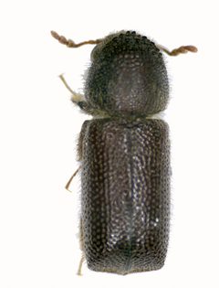 Prostephanus truncatus by (c) CSIRO, some rights reserved (CC BY). Used under a CC-BY license.