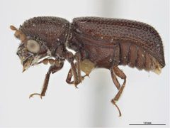 Prostephanus truncatus by (c) 
Sarah McCaffrey, Museum Victoria, some rights reserved (CC BY). Used under a CC-BY license.