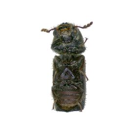 Prostephanus truncatus by (c) CSIRO, some rights reserved (CC BY). Used under a CC-BY license.