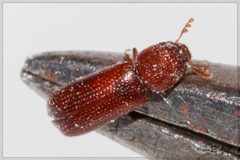 Rhyzopertha dominica by (c) RAP, some rights reserved (CC BY), uploaded by RAP. Used under a CC-BY license.