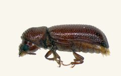 Rhyzopertha dominica by (c) CSIRO, some rights reserved (CC BY). Used under a CC-BY license.