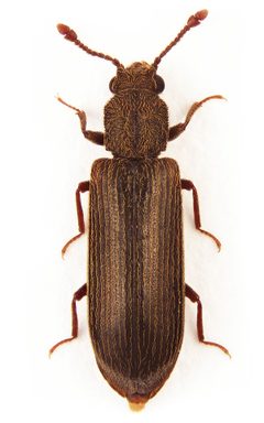 Lyctus linearis by (c) Stanislav Snäll, some rights reserved (CC BY). Used under a CC-BY license.