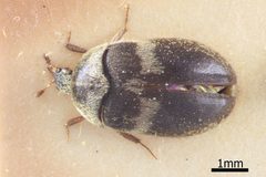 Attagenus fasciatus by (c) Natural History Museum:  Coleoptera Section, some rights reserved (CC BY). Used under a CC-BY license.