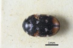 Phradonoma nobile by (c)
NHM Beetles and Bugs, some rights reserved (CC BY). Used under a CC-BY license.