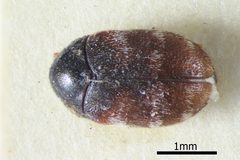 Phradonoma nobile by (c) Natural History Museum: Coleoptera Section, some rights reserved (CC BY). Used under a CC-BY license.