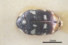 Phradonoma nobile by (c) Natural History Museum:  Coleoptera Section, some rights reserved (CC BY). Used under a CC-BY license.