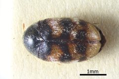 Phradonoma nobile by (c) Natural History Museum:  Coleoptera Section, some rights reserved (CC BY). Used under a CC-BY license.