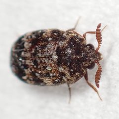 Trogoderma ornatum by (c) dhasdf, some rights reserved (CC BY). Used under a CC-BY license.