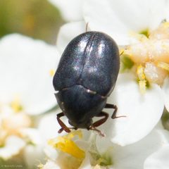 Orphilus subnitidus by (c) Ken-ichi Ueda, some rights reserved (CC BY), uploaded by Ken-ichi Ueda. Used under a CC-BY license.