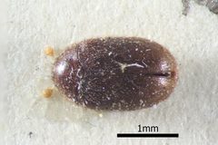 Orphinus fulvipes by (c) 
NHM Beetles and Bugs, some rights reserved (CC BY). Used under a CC-BY license.