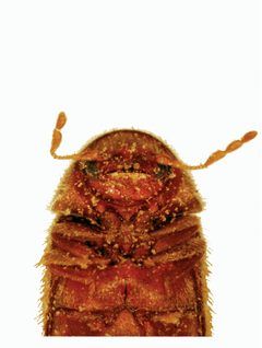 Stegobium paniceum by (c) CSIRO, some rights reserved (CC BY). Used under a CC-BY license.