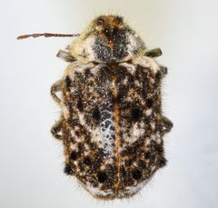Trichodesma cristata by (c) Don Loarie, some rights reserved (CC BY), uploaded by Don Loarie. Used under a CC-BY license.