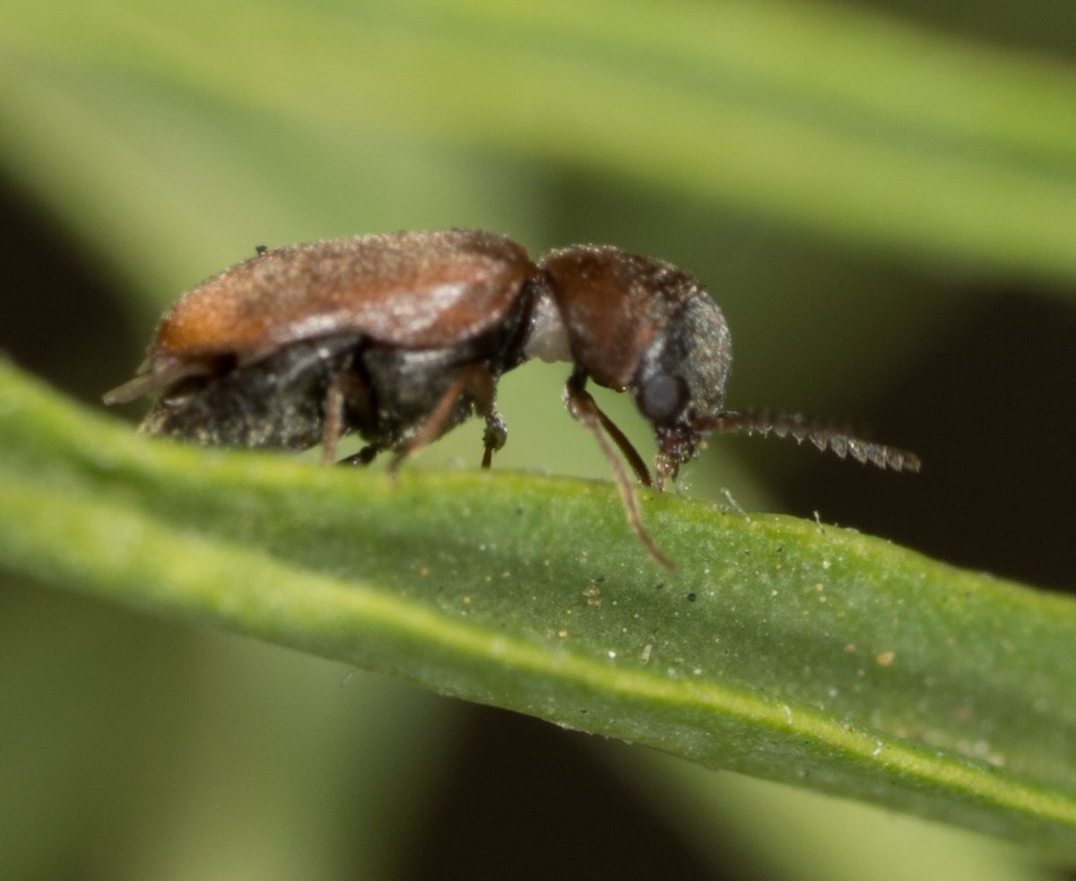 cigarette beetle scientific name Identification Guide Lasioderma serricorne - Wikipedia