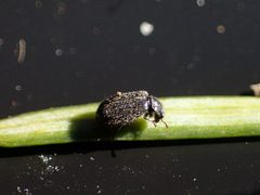 Laricobius nigrinus by (c) Evan M. Raskin, some rights reserved (CC BY), uploaded by Evan M. Raskin. Used under a CC-BY license.