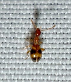 Acanthinus scitulus by (c) Joshua Ebright, some rights reserved (CC BY), uploaded by Joshua Ebright. Used under a CC-BY license.