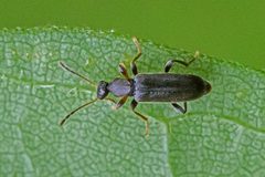 Macratria confusa by (c) Bill Keim, some rights reserved (CC BY). Used under a CC-BY license.