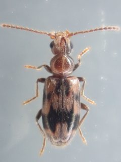 Notoxus sparsus by (c) Trevor Van Loon, some rights reserved (CC BY), uploaded by Trevor Van Loon. Used under a CC-BY license.