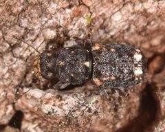 Goniocloeus bimaculatus by (c) skitterbug, some rights reserved (CC BY), uploaded by skitterbug. Used under a CC-BY license.