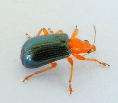 Eugnamptus nigriventris by (c) jimeckert49, some rights reserved (CC BY). Used under a CC-BY license.