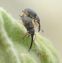 Rhopalapion longirostre by (c) Alexis Tinker-Tsavalas, some rights reserved (CC BY), uploaded by Alexis Tinker-Tsavalas. Used under a CC-BY license.