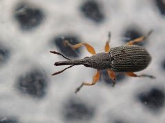 Rhopalapion longirostre by (c) Alexis Tinker-Tsavalas, some rights reserved (CC BY), uploaded by Alexis Tinker-Tsavalas. Used under a CC-BY license.
