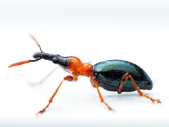Cylas formicarius by (c) Roman Gaidier, some rights reserved (CC BY), uploaded by Roman Gaidier. Used under a CC-BY license.
