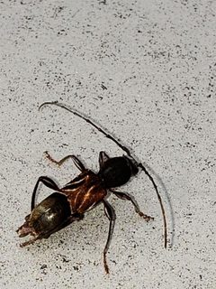 Cyrtophorus verrucosus by (c) Mark Richman, some rights reserved (CC BY), uploaded by Mark Richman. Used under a CC-BY license.