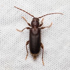 Phymatodes grandis by (c) Ken-ichi Ueda, some rights reserved (CC BY), uploaded by Ken-ichi Ueda. Used under a CC-BY license.