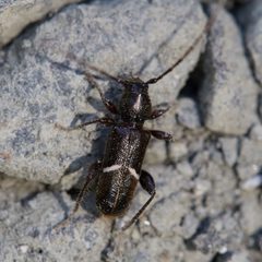 Phymatodes vulneratus by (c) Ken-ichi Ueda, some rights reserved (CC BY), uploaded by Ken-ichi Ueda. Used under a CC-BY license.