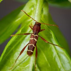 Neoclytus acuminatus by (c) Justin Williams, some rights reserved (CC BY), uploaded by Justin Williams. Used under a CC-BY license.
