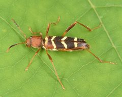 Neoclytus acuminatus by (c) skitterbug, some rights reserved (CC BY), uploaded by skitterbug. Used under a CC-BY license.