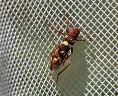 Neoclytus interruptus by (c) nmoorhatch, some rights reserved (CC BY), uploaded by nmoorhatch. Used under a CC-BY license.