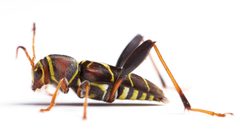 Neoclytus mucronatus by no rights reserved, uploaded by Alejandro Santillana. Used under a CC0 license.