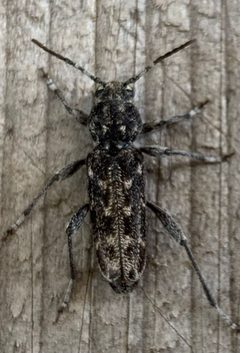 Xylotrechus annosus by no rights reserved, uploaded by Mike Palmer. Used under a CC0 license.