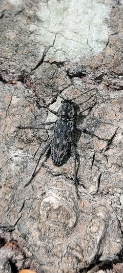 Xylotrechus annosus by (c) DITF Observations, some rights reserved (CC BY), uploaded by DITF Observations. Used under a CC-BY license.