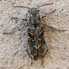 Xylotrechus nauticus by (c) Justin, some rights reserved (CC BY), uploaded by Justin. Used under a CC-BY license.