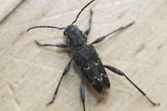 Xylotrechus nauticus by (c) John Hibbard, some rights reserved (CC BY), uploaded by John Hibbard. Used under a CC-BY license.