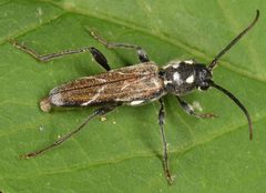 Xylotrechus quadrimaculatus by (c) skitterbug, some rights reserved (CC BY), uploaded by skitterbug. Used under a CC-BY license.
