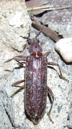 Aneflus paracalvatus by (c) Sue Carnahan, some rights reserved (CC BY), uploaded by Sue Carnahan. Used under a CC-BY license.