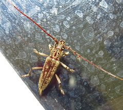 Elaphidion mucronatum by (c) David Dodd, some rights reserved (CC BY), uploaded by David Dodd. Used under a CC-BY license.
